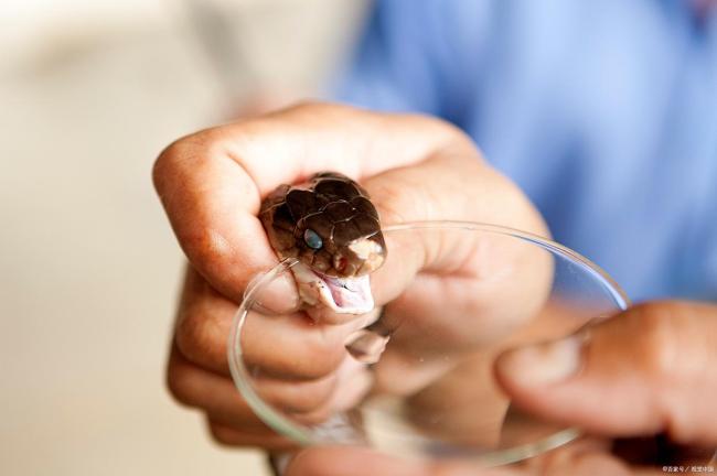 空文大师遭蛇咬伤 徒手抓蛇淡定就医