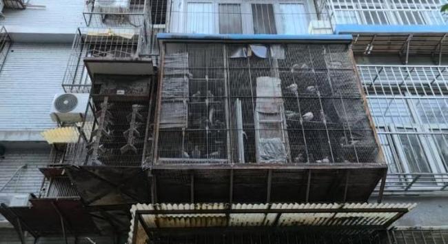 和平鸽每只有15元“工资” 揭秘放飞背后的故事